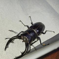 【取引中】アマミノコギリクワガタ♂単品 50mm後食の画像