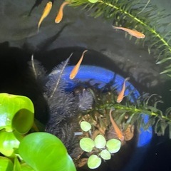 楊貴妃メダカ成魚3匹✨の画像