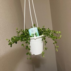 ペペロミア　デピーナの画像