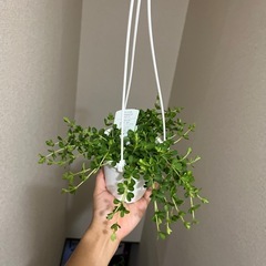 ペペロミア　デピーナの画像
