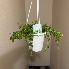 ペペロミア　デピーナの画像