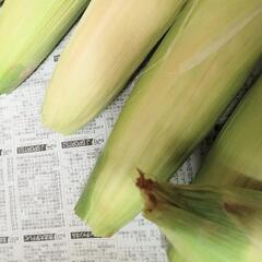 交渉中とうもろこし　6本セットの画像