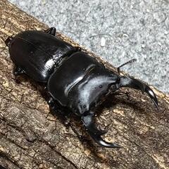 オオクワガタ  ペアの画像