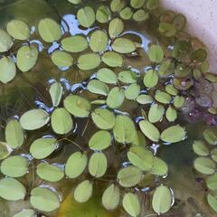 ②夏休みにうるさい子どもをメダカで黙らせる卵付き水草の画像