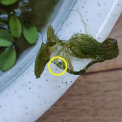 ②夏休みにうるさい子どもをメダカで黙らせる卵付き水草の画像