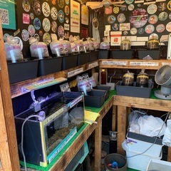 【五桜メダカ】 8月6日　横須賀めだか無人販売