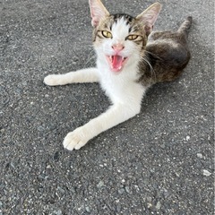 保護猫　エイズ持ち