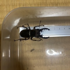 ノコギリクワガタ　ミヤマクワガタ　セットの画像