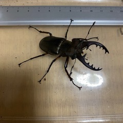 ノコギリクワガタ　ミヤマクワガタ　セットの画像