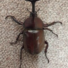 カブトムシ・ノコギリクワガタ　（♂♀問わずどれでも一匹100円）の画像
