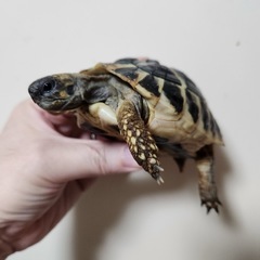 ヘルマンリクガメ、国内繁殖個体　