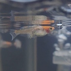 【御門めだか】めだか差し上げますの画像