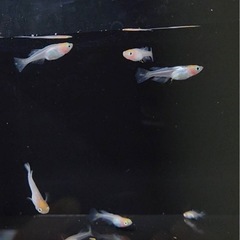 【御門めだか】めだか差し上げますの画像