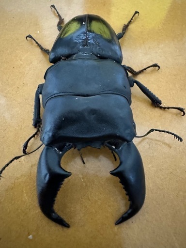 スマトラオオヒラタクワガタ
