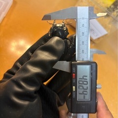スマトラオオヒラタクワガタの画像