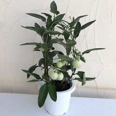 ペピーノ苗木で植木鉢に植わってます。の画像
