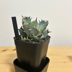 アガベ　黒鯨の画像