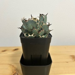アガベ　黒鯨の画像