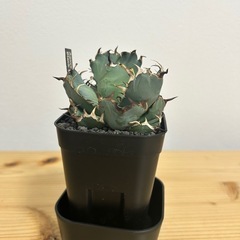 アガベ　黒鯨の画像