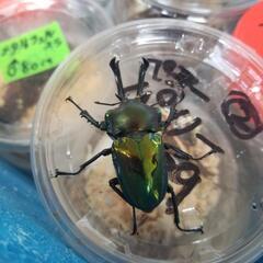 ①国産外国産クワガタカブトムシクジ500‼️の画像