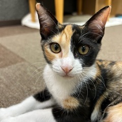 キレイな三毛猫ちゃん⭐️