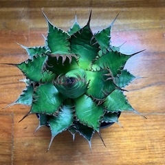 多肉植物　アガベ ホリダの画像