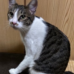公園に居た所を保護しました。人慣れしてますので飼いやすいで…