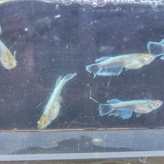 【めだか】エメキン 若魚　２ペア（♂2、♀2　計4匹）の画像
