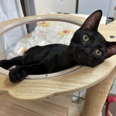⭐︎ブラックスモークタビー⭐︎男の子