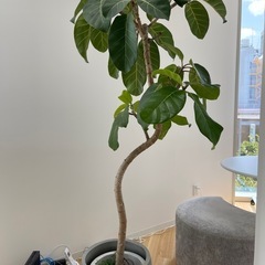 観葉植物 大型フィカス アフリカンプリンス（植木鉢・カバー付き）の画像