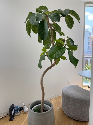 観葉植物 大型フィカス アフリカンプリンス（植木鉢・カバー付き）