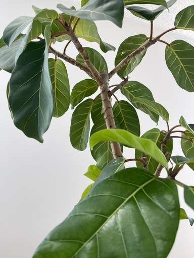 観葉植物 大型フィカス アフリカンプリンス（植木鉢・カバー付き）
