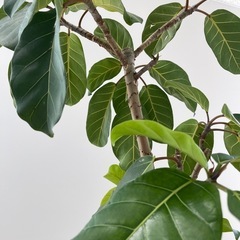 観葉植物 大型フィカス アフリカンプリンス（植木鉢・カバー付き）の画像