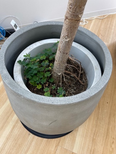 観葉植物 大型フィカス アフリカンプリンス（植木鉢・カバー付き）