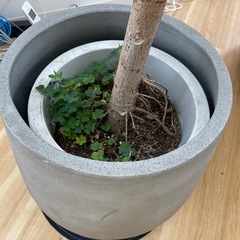 観葉植物 大型フィカス アフリカンプリンス（植木鉢・カバー付き）の画像