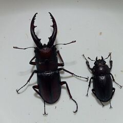 クワガタ4種類11匹➕️カブト2ペアセットの画像