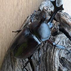 天然カブトムシ♂♀100円〜の画像
