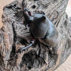 天然カブトムシ♂♀100円〜の画像