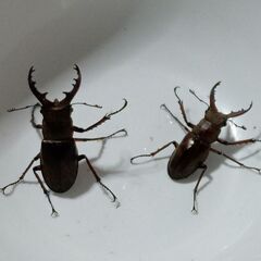 クワガタ4種類11匹➕️カブト2ペアセットの画像