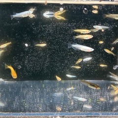 メダカ　ミックス　10匹50円の画像