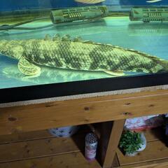 熱帯魚　ポリプテルス　エンドリケリー　45〜47センチの画像