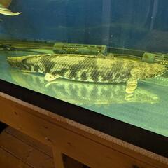 熱帯魚　ポリプテルス　エンドリケリー　45〜47センチの画像