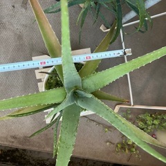 アロエベラの画像