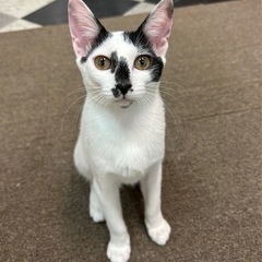 幸せのかぎシッポ★彡