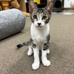 困ったお顔がかわいい♡キジ白くん