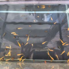 【めだか】紅帝 若魚①　２ペア（♂2、♀2　計4匹）の画像