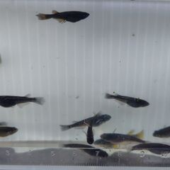 【めだか】サタン(黄ヒレ)　若魚 　２ペア（♂2匹　♀2匹　計4匹）の画像