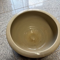 かめの画像