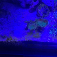 サンゴ　スターポリプ　ボタンポリプ　の画像