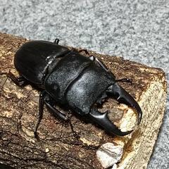 ヒラタクワガタ  ペア ②の画像